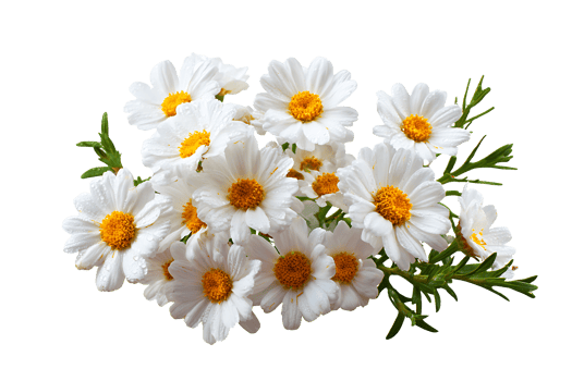 Bunch of white daisies with yellow centers isolated on transparent background png