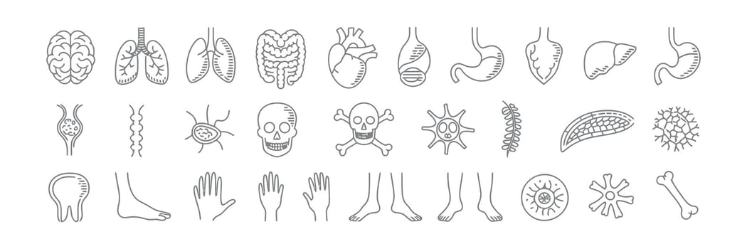 Anatomy Icon Set Human Organs and Body Parts Gray Outline on White Background vector