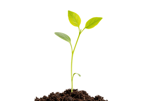 Close up of fresh green seedling growing in rich soil isolated on transparent background png