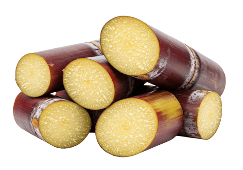 Freshly cut sugar cane sticks displayed on a transparent background png