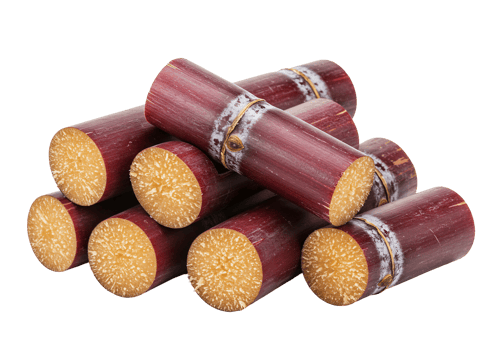 Close up view of fresh sugarcane stalks in isolated setting png
