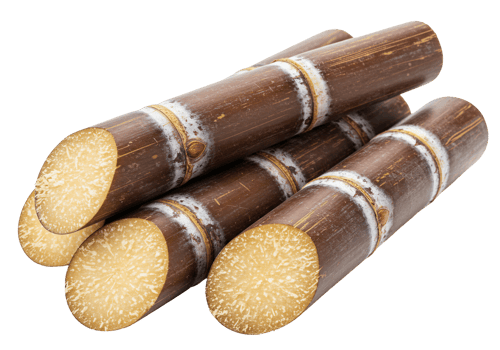 Raw sugar cane stalks isolated on transparent background png