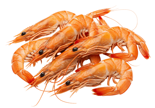 Fresh shrimp piled on transparent background for culinary use png