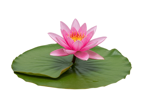 Pink water lily blooming on green leaf isolated against transparent background png