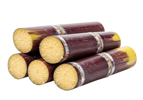 Fresh sugar cane stalks displayed on transparent background png
