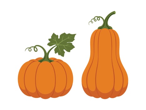 Pumpkin one round and one butternut squash with green stems and leaves vector