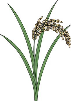 Rice Plant Illustration Grains Harvest Agriculture. vector