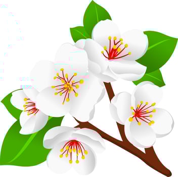 Blossom Flowers on a Branch vector