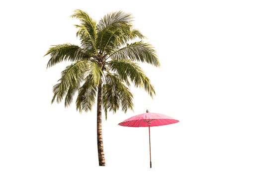 Tall palm tree and red umbrella isolated on transparent background png