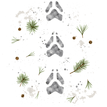 Aerial view of pine branches and cones scattered on a surface covered with white fluffy material on transparent background png