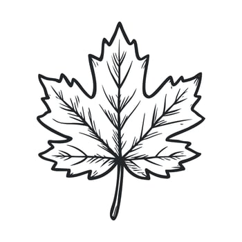 Maple leaf sketch for nature design, decoration, and art vector