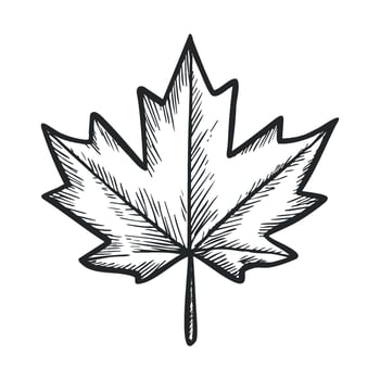 Maple leaf sketch design for nature art and craft projects vector