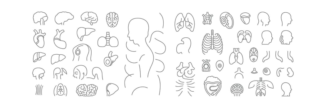 A set of different types of fish and fish parts vector