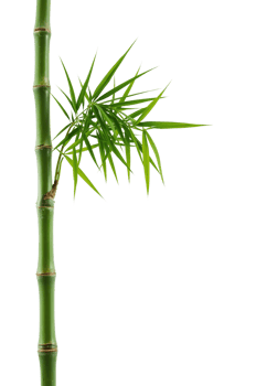 Lush green bamboo stalk with delicate leaves on an isolated transparent background evoking serenity png
