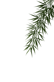 Elegantly poised bamboo branch against a plain serene backdrop offering space for text and design png