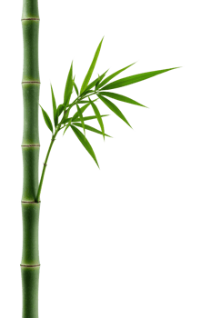 Serene bamboo stalk with lush leaves against a minimalistic field of nothingness promoting zen png