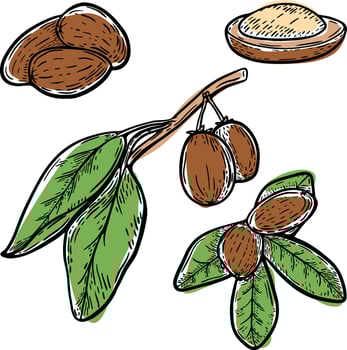 Shea nut branch and leaf set hand drawn sketch engraving illustration vector