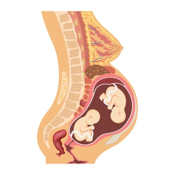 Anatomy of a pregnant woman and twin fetuses, diagram with symbols, medical scheme. Family planning. The location of inner organs in pregnancy. Abdominal muscle wall, bladder, vagina, cervix vector
