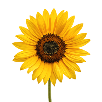 A sunflower icon with yellow petals and brown center. isolated on a transparent background png