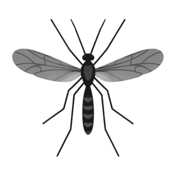 Mosquito insect with transparent wings and long legs, flying pest with thin body and antennae, detailed tiny bug illustration showing delicate wing veins and segmented abdomen png