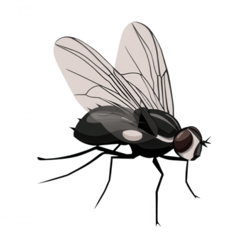 Black fly insect with transparent wings and detailed body parts isolated on transparency background, showing delicate wing veins and slender legs in natural pose png