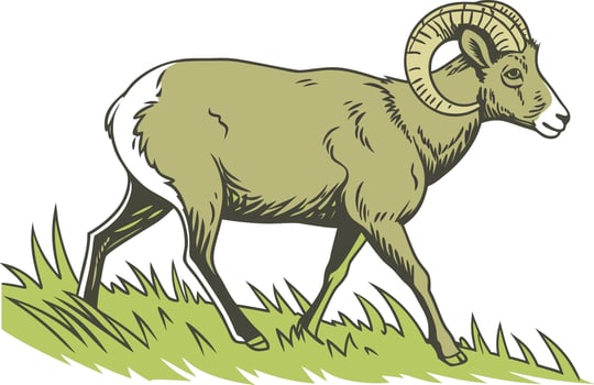 Realistic Ram Sheep Design for Wildlife Artwork Majestic Ram Design in Natural Pose vector
