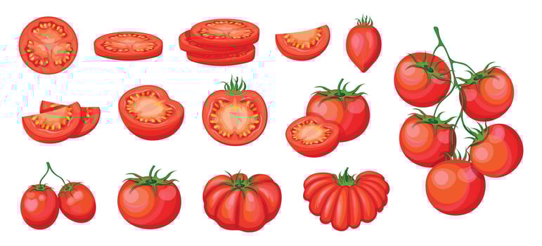 Different varieties of fresh tomatoes vector