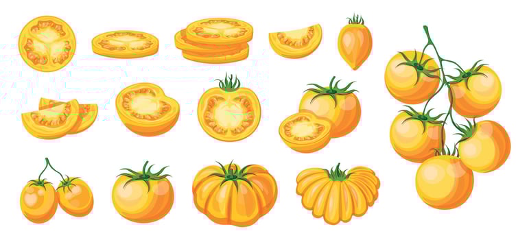 Illustration of yellow tomatoes and slices vector