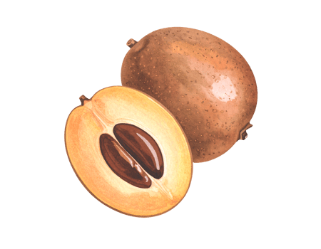 Watercolor sapodilla chikoo fruit, whole and halved, showing two dark glossy seeds and caramel brown flesh on isolated background png