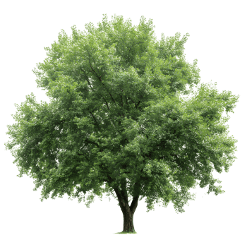 Lush Elm Tree Canopy with transparent background ideal for nature-themed designs. png