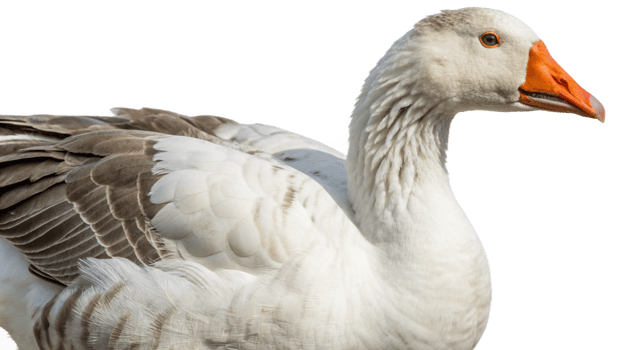 A white goose with an orange beak png