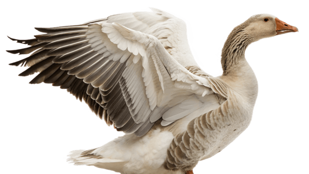 A goose with its wings spread out png