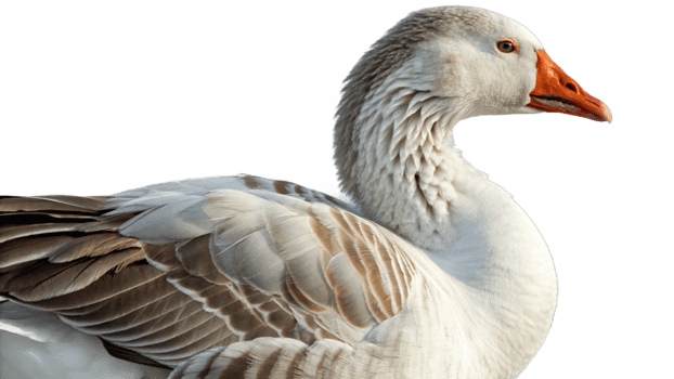 A white goose with a red beak and white feathers png