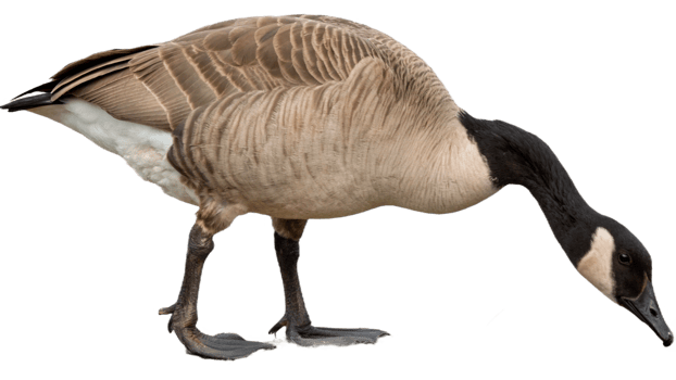 A goose with its head down looking for food png