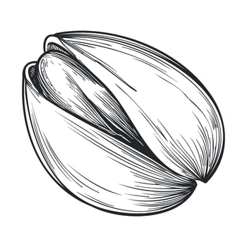 Detailed sketch of a pistachio nut in a shell for culinary design vector