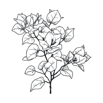 Elegant outline of bougainvillea plant for design and decor vector
