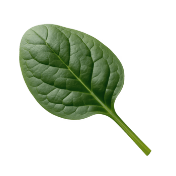 Single fresh green spinach leaf isolated on transparent background png