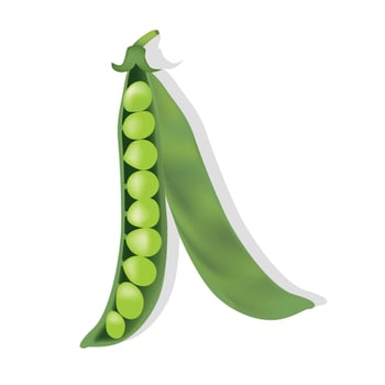 peas. Illustration of one green pea in a pod. Used in design, websites, clip art, food projects, vegetarianism, posters, wallpapers vector