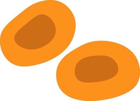 Apricot Fruit Slices vector