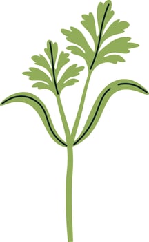 Carrot Plant Sprout vector