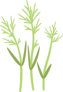 Fennel Sprouts Microgreen vector
