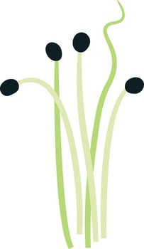 Onion Sprouts Microgreen vector