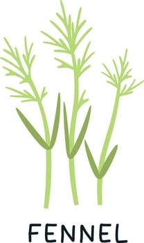 Fennel Sprouts Microgreen Illustration vector