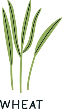 Wheat Sprouts Microgreen Illustration vector