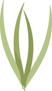 Onion Vegetable Stem Illustration vector