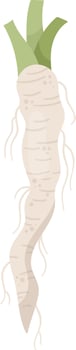 Horseradish On Stem Illustration vector