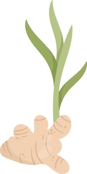 Ginger Root On Stem vector