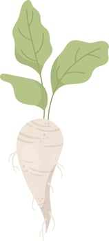 White Beet On Stem vector