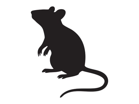 Black silhouette of mouse standing upright, isolated on white background. concept of animal, rodent, cute pet, wildlife, icon, logo, design element. vector