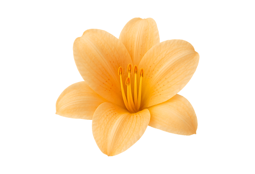 Orange lily flower isolated on transparent background png